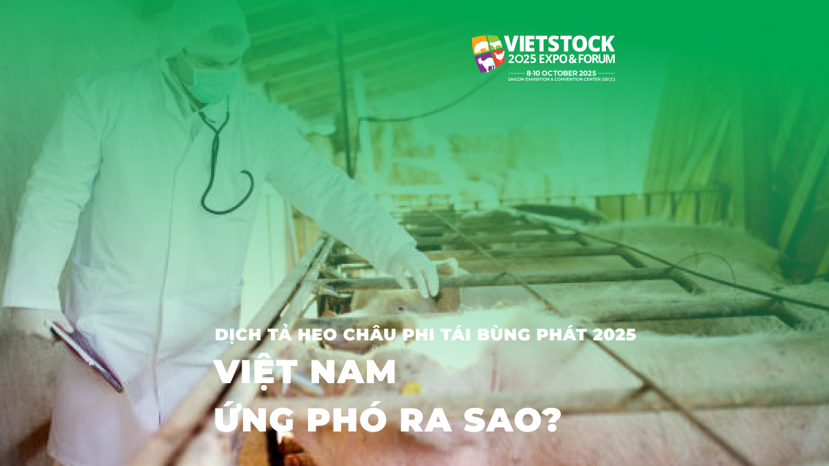 Dịch Tả Heo Châu Phi Tái Bùng Phát 2025 - Việt Nam Ứng Phó Ra Sao_
